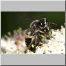 Ectemnius rubicola - Grabwespe 01c 10mm Paarung - Niedringhaussee - Waldrand.jpg